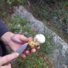 Teix del Ramer