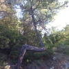 Teix del Ramer
