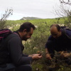 Teix del Ramer