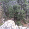 Teix del Ramer