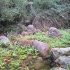 Teix del Ramer