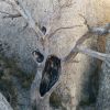 MONTSANT; GRAU DEL LLOP I CRESTA DELS VENTADORS