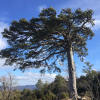 MONTSANT 31 DE DESEMBRE
